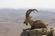 a mountain goat with curved big horns and a beard lies on a rock near the cliff in the Judean mountains against the background of the desert