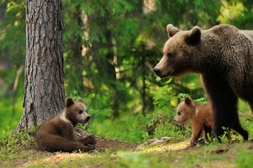 brown bear cub in forest with mother. brown bear cub.