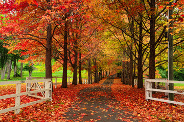 maple lined drive way in autumn