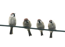 Funny Friendly Little Birds Sitting On A Wire On White Sky Background