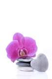 Fototapeta Storczyk - pink orchid on pebbles stacked and pebble in heart-shaped pebble on white background