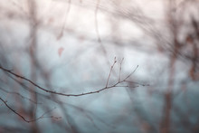 Abstract Blurred Forest With Tree Branch And Sky Background. Selective Focus Used.