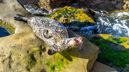 Sealion resting on cliffs