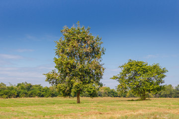 The two trees are in the middle of a green lawn with a sky and nature background.