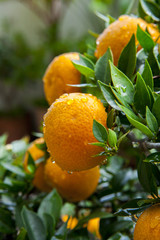 Wall Mural - Ripe Orange Fruits on Orange Tree