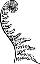 kaktus rhipsalis Rhipsalis teres f. prismatica main image 0