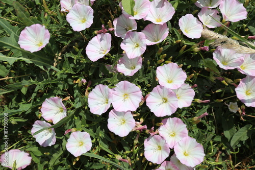 Fotografía background blooming bindweed