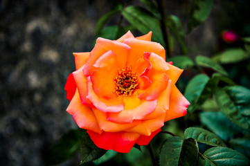 Rose orangée vintage