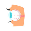 Eyeball, anatomy of human eye cartoon vector Illustration