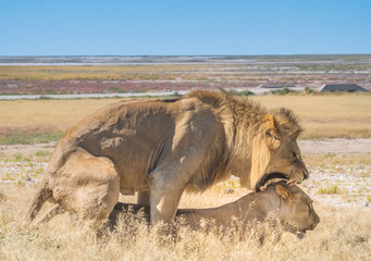 Two male and three female lions take turns at mating, Nebrownii waterhole, Okaukeujo, Etosha National Park, Namibia