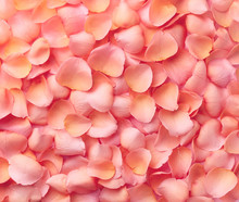 Background Of Pink Rose Petals