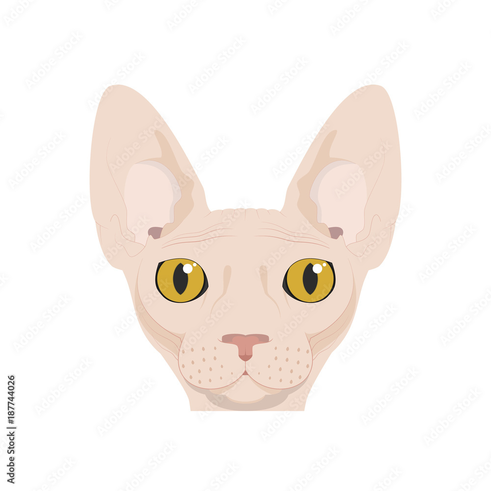 Sphynx cat isolated on white background vector illustration Stock ...