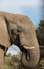 Wall Mural - Elephant grazing