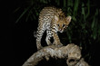© photocech - Very rare ocelot in the night of brazilian jungle, endangered and nocturnal species, leopardus pardalis in latin, wild animal in the nature habitat. Beautiful large ocelot male on a tree. Wild Brazil.