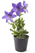 Violet Flower Of Platycodon, Platycodon Grandiflorus, Or Bellflowers In Flower Pot, Isolated On White Background. Balloon Flower Of Violet Platycodon In Bloom During Summer