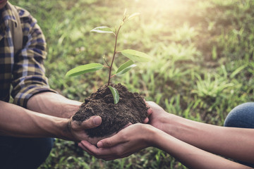 Wall Mural - Young couple carrying a seedlings to be planted into the soil in the garden as save world concept, nature, environment and ecology