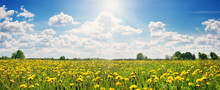 Field With Yellow Dandelions And Blue Sky