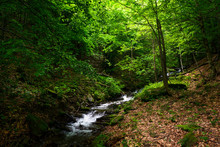 Small Rapid Brook In Green Forest. Beautiful Nature Background In Summertime