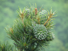 Cedar Nut, Pine Cone Green. Pine Nut, Pine Lump, Cedar Wood. Cedar Branch. Woodland Cedarwood
