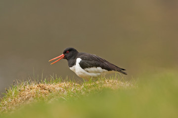 Sticker - Eurasian oystercatcher, haematopus ostralegus, Faroe island