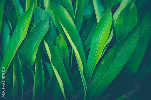 Fotomural Fresh tropical Green leaves background