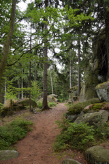 Wall Mural - Waldweg im Fichtelgebirge