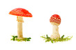 Fly agaric or fly Amanita mushroom on a white background