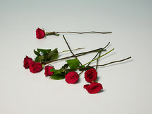 Loose Red Roses, White Background 