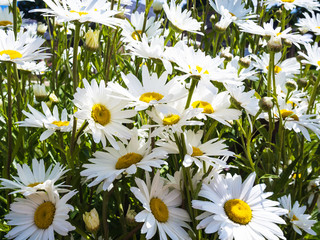 Canvas Print - many daisy flowers of flowerbed