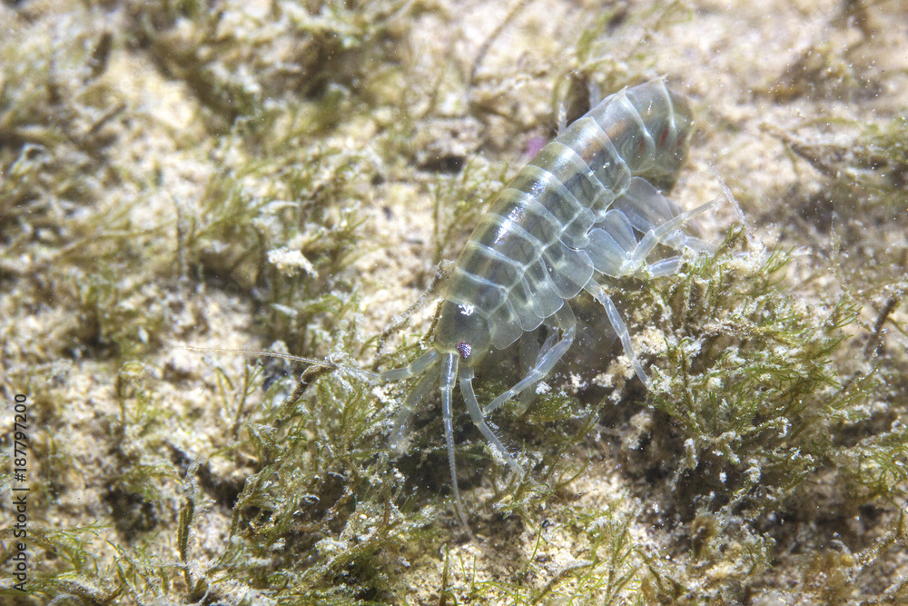 Accropode Fish Crustacean Amphipoda underwater photography with beautiful bacgroud ...