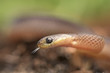 © Kostadin Luchansky - Closeup of a snake in the Angolan highlands of Moxico