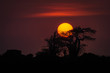 © Kostadin Luchansky - Mussulo - o sol a por-se por trás de um embondeiro. Província de Luanda, Angola.