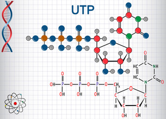 Canvas Print - Uridine triphosphate (UTP) nucleotide molecule , is used for the synthesis of RNA. Structural chemical formula and molecule model