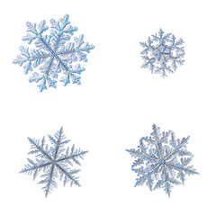 Four snowflakes isolated on white background. Macro photo of real snow crystals: complex stellar dendrites with elegant shapes, perfect hexagonal symmetry, long ornate arms and glossy relief surface. 