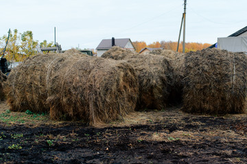 Wall Mural - large haystacks in the countryside