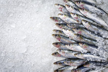 Raw Sardine On Ice Offered As Top View With Copy Space Right