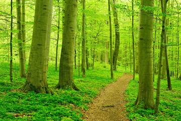  Footpath Winding through Springtime Forest, fresh green leaves