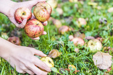 Woman Hands Picking Up Many Apple Fallen Wild Fresh On Grass Ground Bruised On Apple Picking Farm Closeup