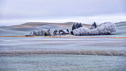 Farm house in rolling hills farmlands. Frozen crops and trees covered with frost in winter. Palouse. Southeast Washington. United States of America.