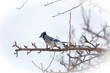© Tim - Blue Jay