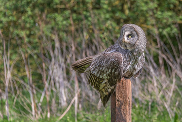 Aufkleber - the great grey owl or great gray owl, Strix nebulosa, documented as the world's largest species of owl by length , it is shown here perched on a post in an unusual pose looking back