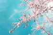 Pink branches of a blossoming cherry in the spring against a blue turquoise sky with clouds. Spring floral background with flowers on sakura branches.