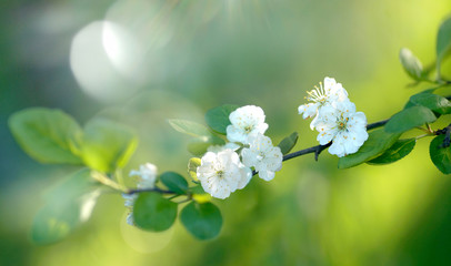 Aufkleber - Beautiful branch of blooming plum in spring on a natural green background in sunshine with beautiful sunlight flakes close-up macro, soft focus.