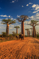 beautiful baobab trees at sunset at the avenue of the baobabs in madagascar