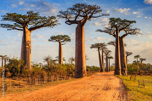 Fotomural Beautiful Baobab trees at sunset at the avenue of the baobabs in Madagascar