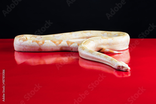Download Python Regius Albinos High Contrast Python Royal Buy This Free Wallpaper Python Regius Albinos High Contrast Python Royal Buy This For iPhone