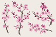 Sakura. Pink cherry blossom branch. Vector botanical illustration. Set
