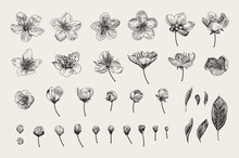 Set. Cherry Flowers, Leaves And Buds. Vector Botanical Illustration. Black And White