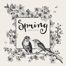 Spring. Pink Cherry Blossom Branch Witch Birds. Vector Botanical Illustration. Black And White