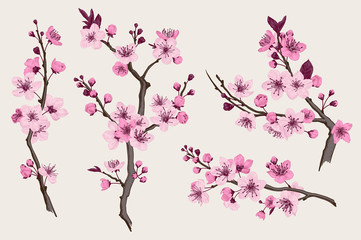 sakura. pink cherry blossom branch. vector botanical illustration. set